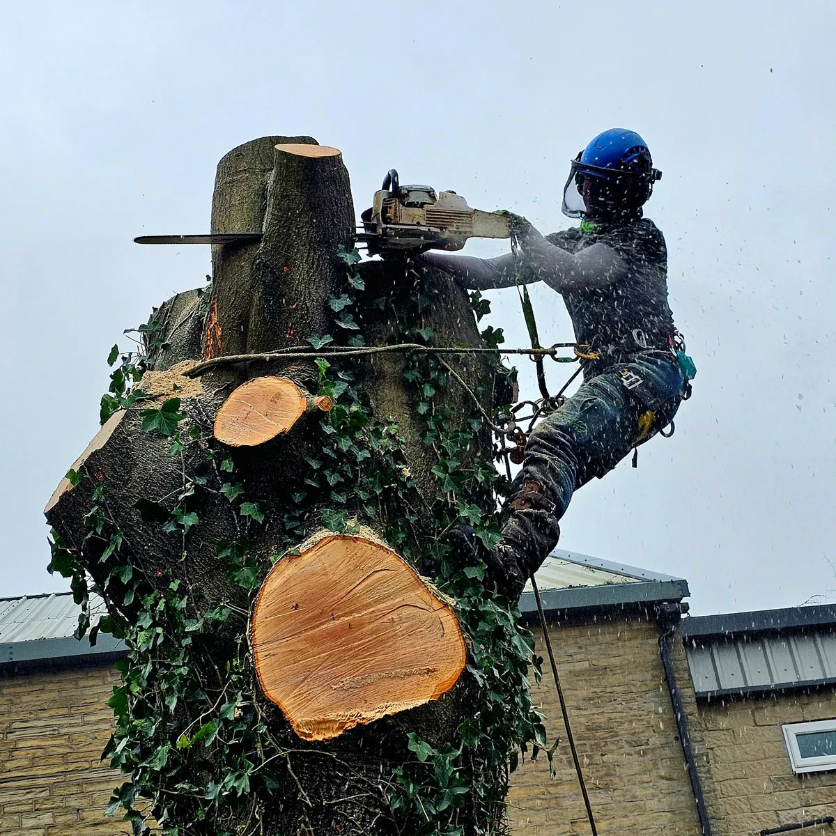 Tree Dismantling